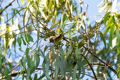 Leiothlypis virginiae