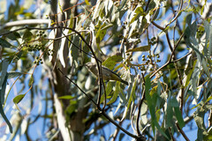 Leiothlypis virginiae