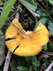 Cantharellus enelensis