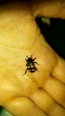 Nicrophorus interruptus