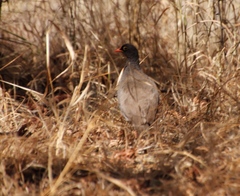 Pternistis adspersus