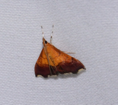 Pyrausta bicoloralis