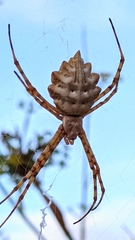 Argiope lobata