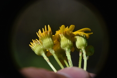 Senecioninae