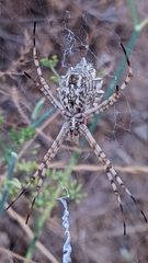 Argiope lobata