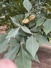 Carya myristiciformis