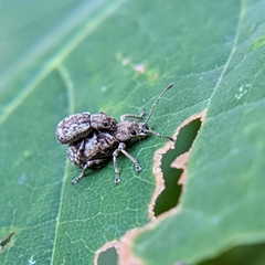Pseudoedophrys hilleri
