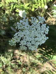 Daucus