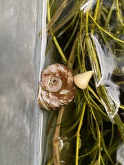 Planorbarius corneus