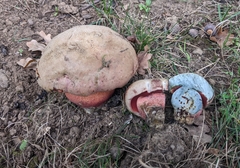 Rubroboletus legaliae