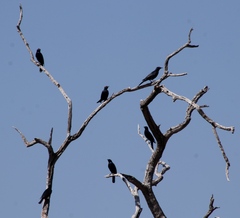 Onychognathus nabouroup