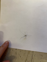 Pholcus phalangioides