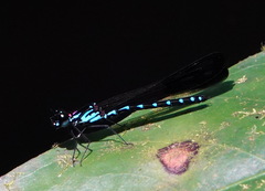 Heliocypha perforata