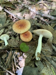 Russulales
