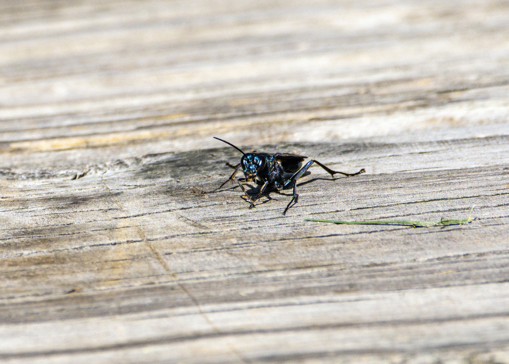 The Ranch Wasp Nearctic Blue Mud-dauber Wasp from Shadow Creek Ranch, Pearland, TX ...
