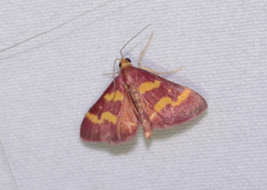 Pyrausta tyralis