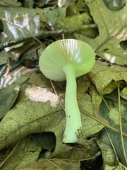 Russulales