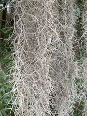Tillandsia usneoides