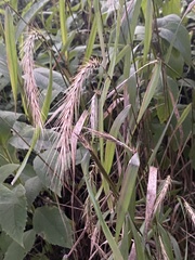 Elymus virginicus