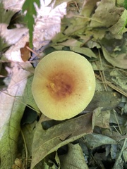 Russulales