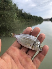 Sparus auratus