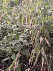 Elymus virginicus