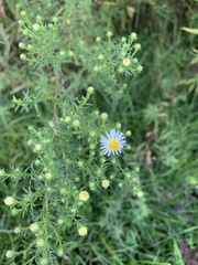 Symphyotrichum ericoides