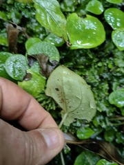 Peperomia bracteata