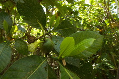 Gardenia oudiepe