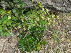 Silene campanulata