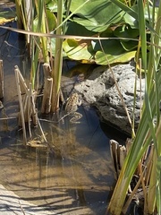 Lithobates pipiens