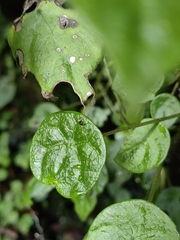 Peperomia bracteata