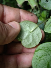 Peperomia bracteata