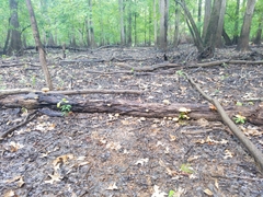 Flammulaster erinaceellus