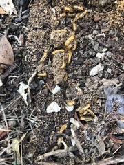 Zootermopsis nevadensis