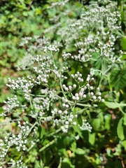 Eupatorium serotinum