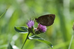 Erebia