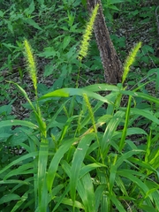 Setaria grisebachii