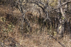 Dracaena pearsonii image