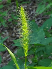 Setaria grisebachii