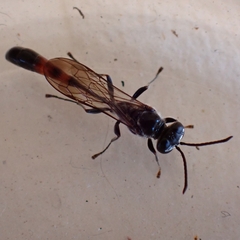 Trypoxylon petiolatum