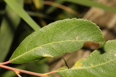 Phyllonorycter salicicolella