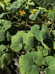 Cucurbita