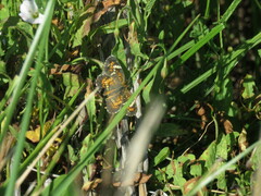 Phyciodes phaon