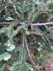 Sequoia