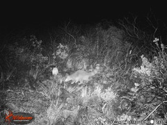 Bassariscus astutus flavus