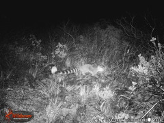 Bassariscus astutus flavus