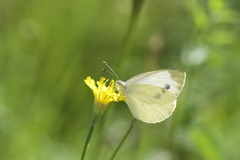 Pieris brassicae
