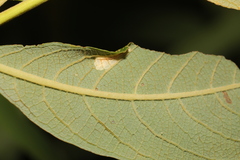 Phyllonorycter salicicolella