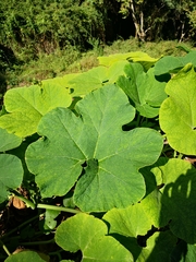 Cucurbita